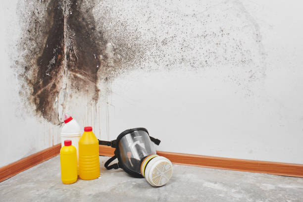 Best Mold Cleaning Services  in South Berwick, ME