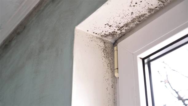 Best Professional Mold Removal  in South Berwick, ME