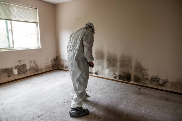 Best Attic Mold Removal  in South Berwick, ME